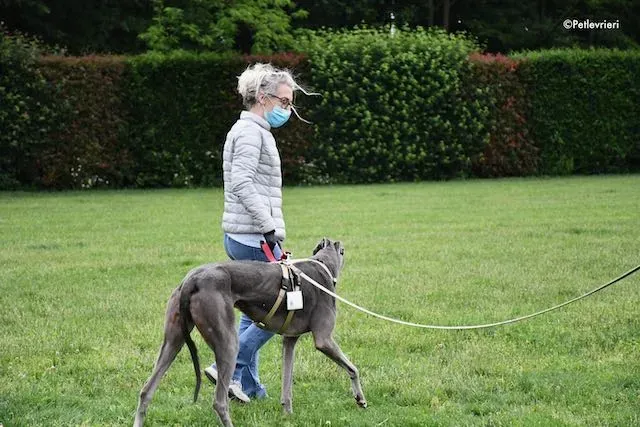adoption day greyhound 16 maggio 2020 299