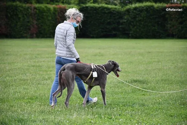 adoption day greyhound 16 maggio 2020 300