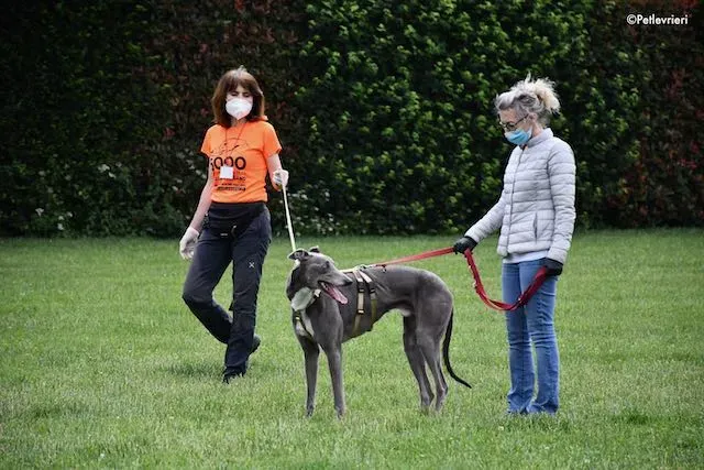 adoption day greyhound 16 maggio 2020 301