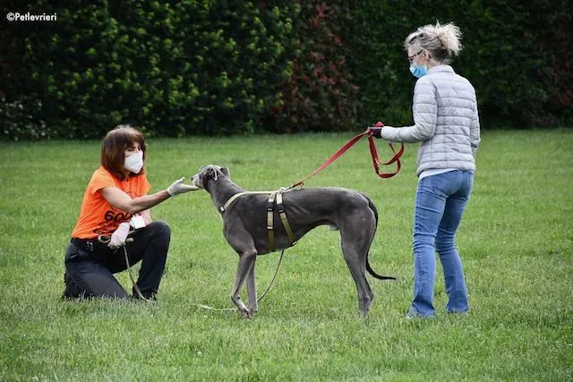 adoption day greyhound 16 maggio 2020 302