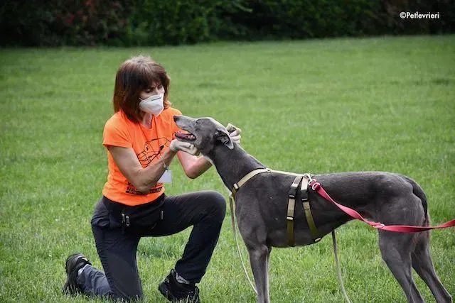 adoption day greyhound 16 maggio 2020 303