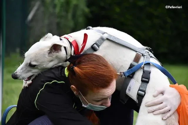 adoption day greyhound 16 maggio 2020 304