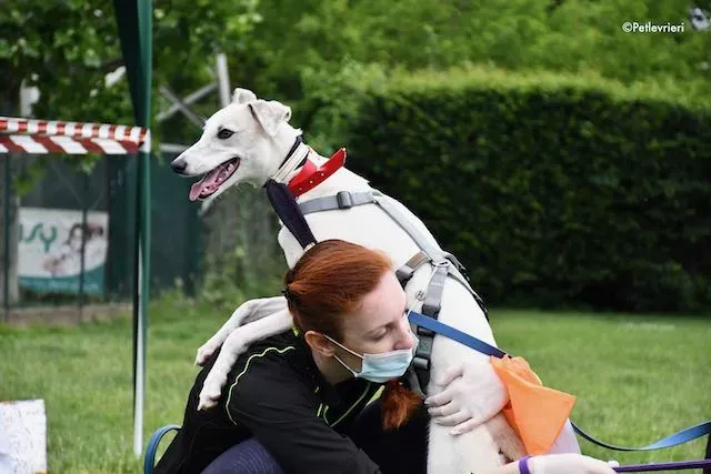 adoption day greyhound 16 maggio 2020 305