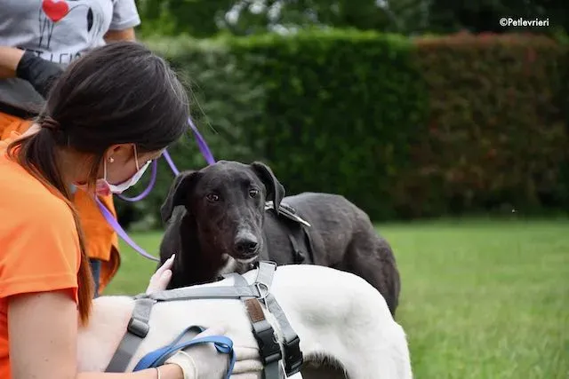adoption day greyhound 16 maggio 2020 306