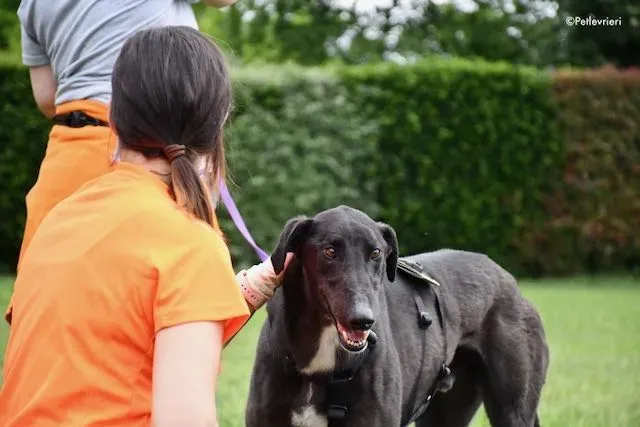adoption day greyhound 16 maggio 2020 307
