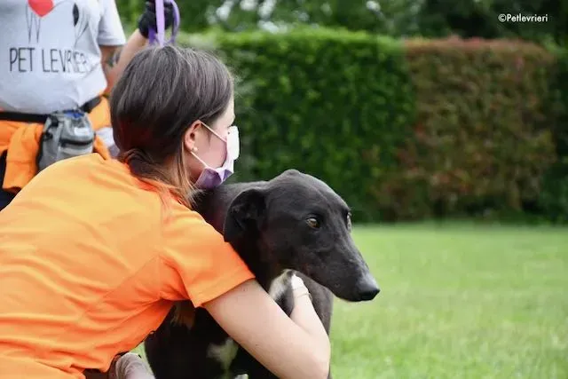 adoption day greyhound 16 maggio 2020 308