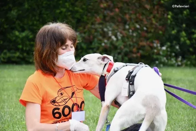 adoption day greyhound 16 maggio 2020 309