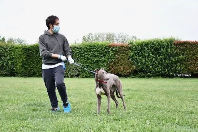 adoption day greyhound 16 maggio 2020 31