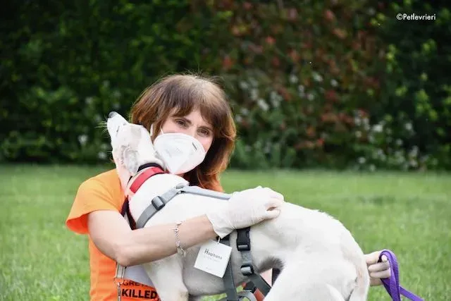 adoption day greyhound 16 maggio 2020 310