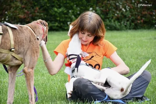 adoption day greyhound 16 maggio 2020 316