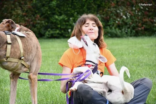 adoption day greyhound 16 maggio 2020 317