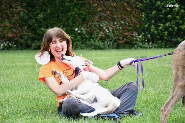 adoption day greyhound 16 maggio 2020 318