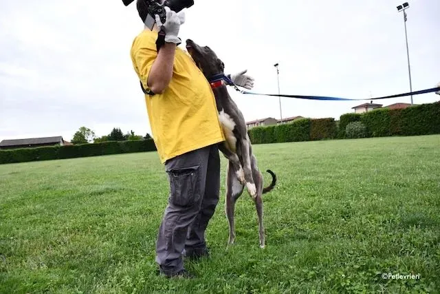 adoption day greyhound 16 maggio 2020 32