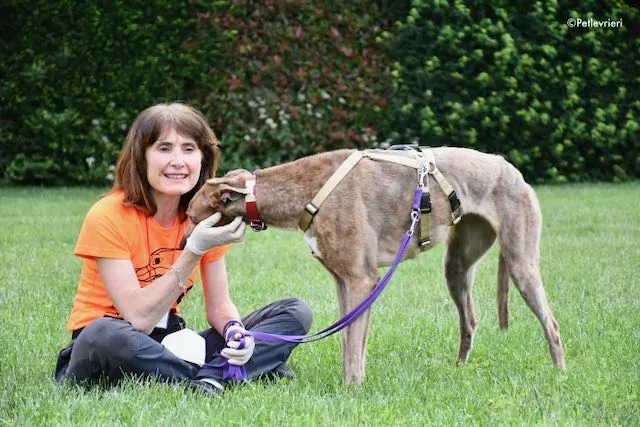 adoption day greyhound 16 maggio 2020 322
