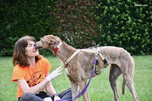 adoption day greyhound 16 maggio 2020 323