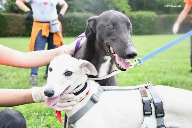 adoption day greyhound 16 maggio 2020 325