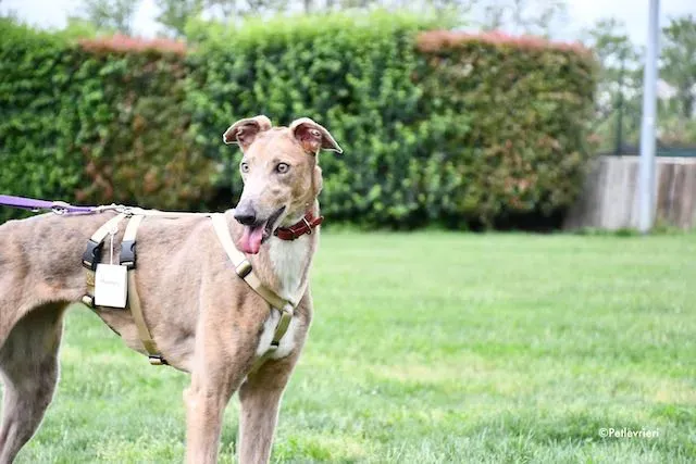 adoption day greyhound 16 maggio 2020 326