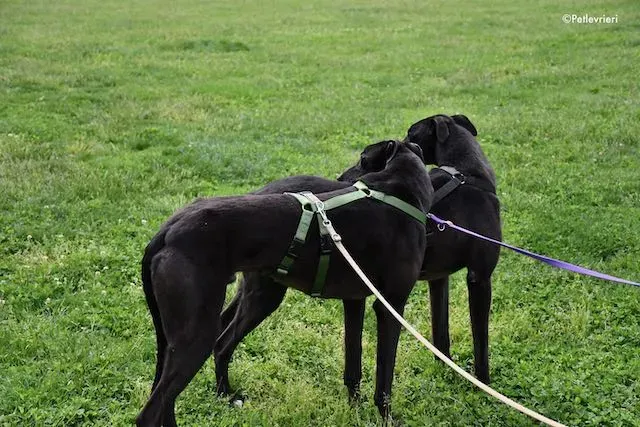 adoption day greyhound 16 maggio 2020 327