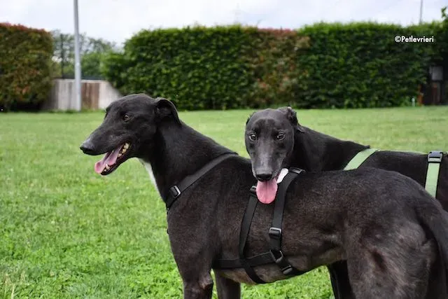 adoption day greyhound 16 maggio 2020 328