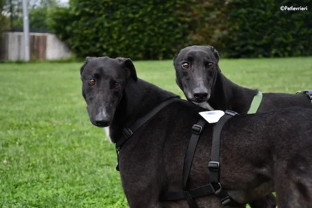 adoption day greyhound 16 maggio 2020 329