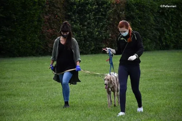 adoption day greyhound 16 maggio 2020 331