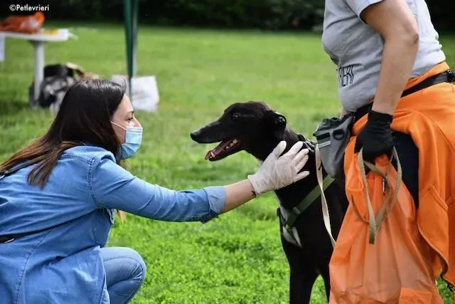 adoption day greyhound 16 maggio 2020 334