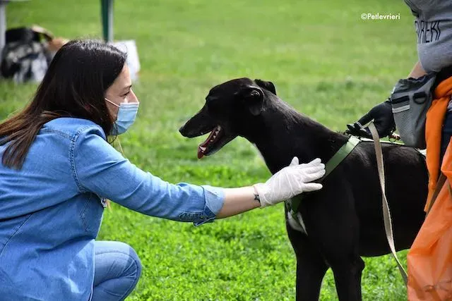 adoption day greyhound 16 maggio 2020 335