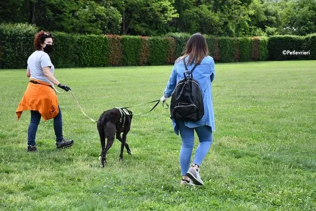 adoption day greyhound 16 maggio 2020 337