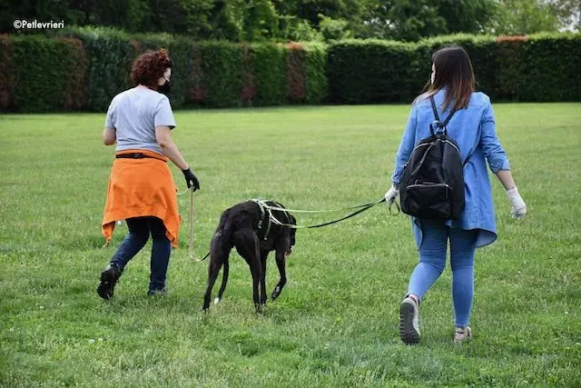 adoption day greyhound 16 maggio 2020 338