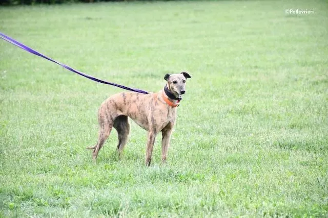adoption day greyhound 16 maggio 2020 34