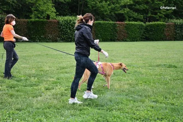 adoption day greyhound 16 maggio 2020 340