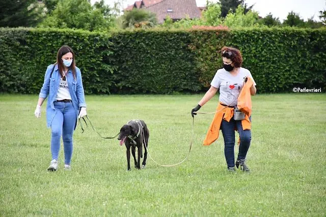 adoption day greyhound 16 maggio 2020 341
