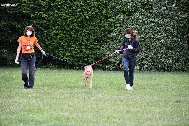 adoption day greyhound 16 maggio 2020 342