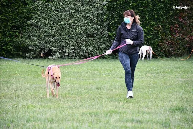 adoption day greyhound 16 maggio 2020 343
