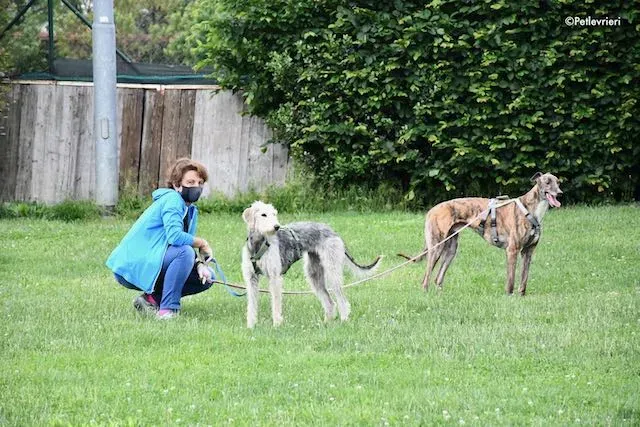adoption day greyhound 16 maggio 2020 344