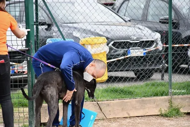 adoption day greyhound 16 maggio 2020 345