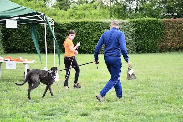 adoption day greyhound 16 maggio 2020 348