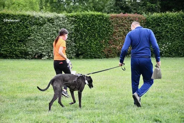 adoption day greyhound 16 maggio 2020 349