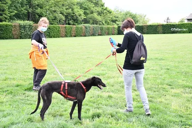 adoption day greyhound 16 maggio 2020 350