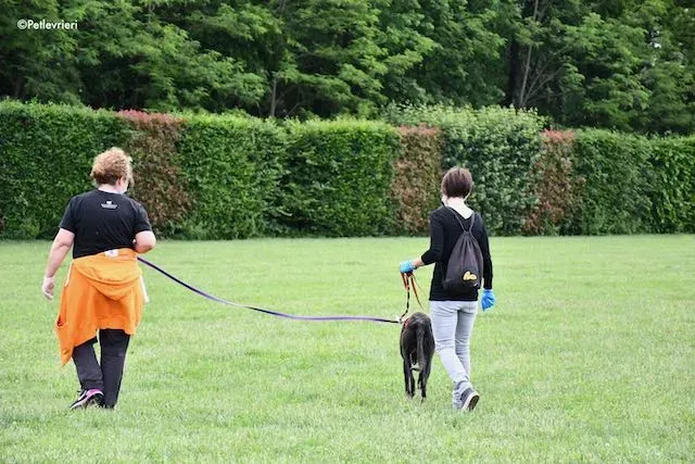 adoption day greyhound 16 maggio 2020 351
