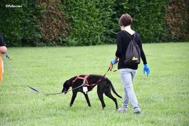 adoption day greyhound 16 maggio 2020 352