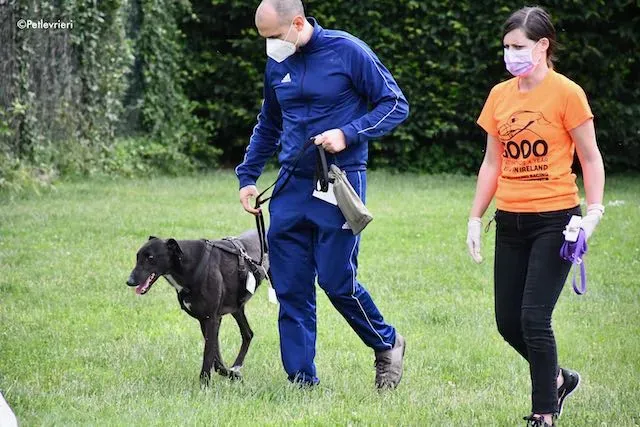 adoption day greyhound 16 maggio 2020 353