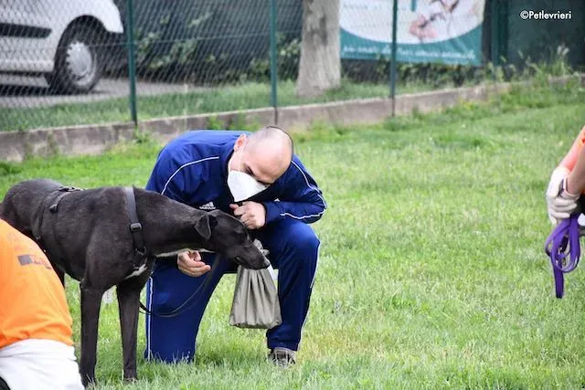 adoption day greyhound 16 maggio 2020 354