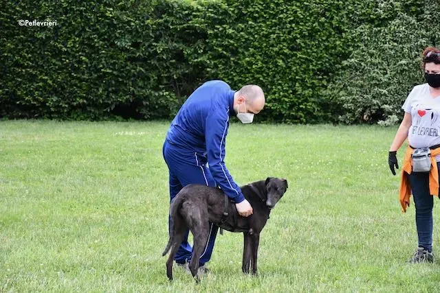 adoption day greyhound 16 maggio 2020 355