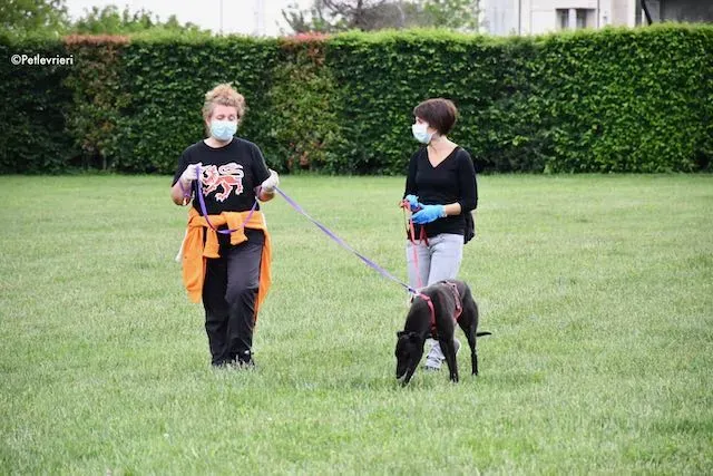 adoption day greyhound 16 maggio 2020 356
