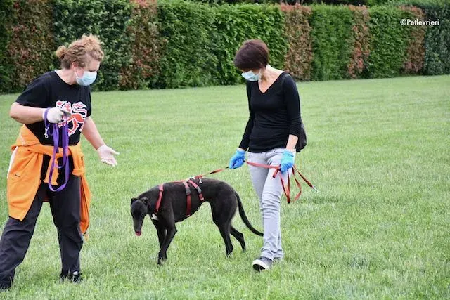adoption day greyhound 16 maggio 2020 357