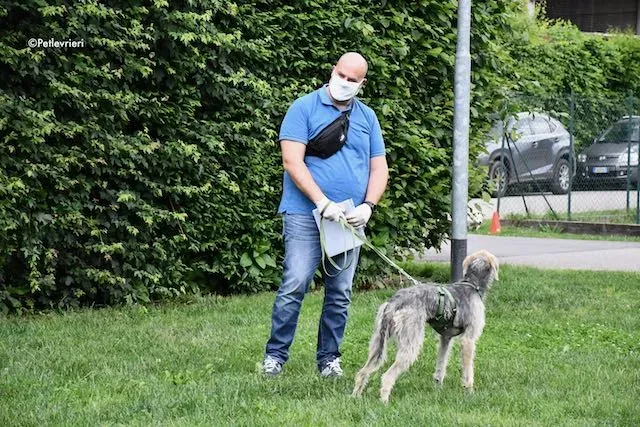 adoption day greyhound 16 maggio 2020 360