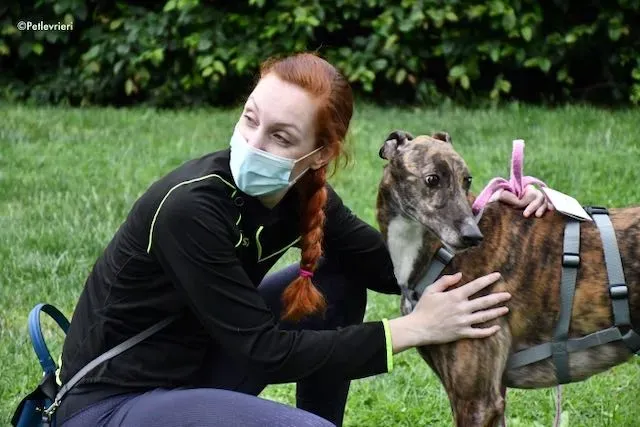 adoption day greyhound 16 maggio 2020 361