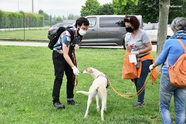 adoption day greyhound 16 maggio 2020 363