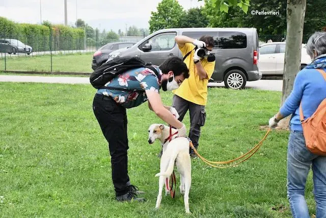 adoption day greyhound 16 maggio 2020 364